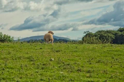 Sheep on meadow Stock Photos