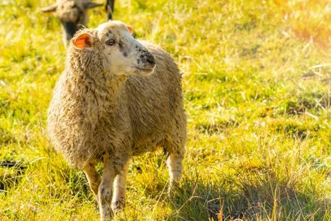 Sheep in a meadow Stock Photos