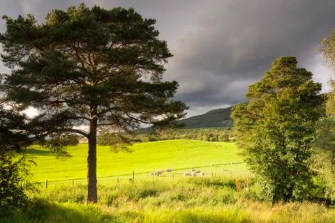 Sheep on a meadow Stock Photos