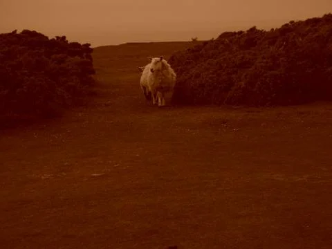 A sheep in a meadow Foto stock