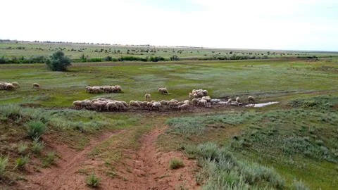 Sheep in the meadow. Stock Photos