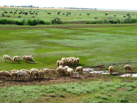 Sheep in the meadow. Stock Photos