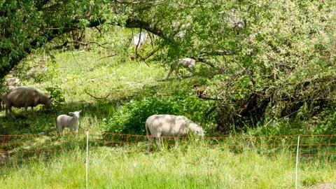 Sheep in a meadow Stock Photos