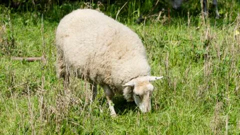 Sheep in a meadow Stock Photos