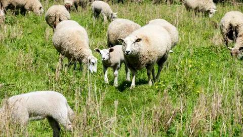 Sheep in a meadow Stock Photos