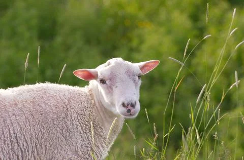 A sheep in a meadow Stock Photos