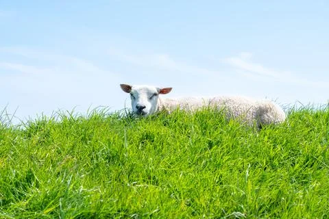 Sheep in the meadow Stock Photos