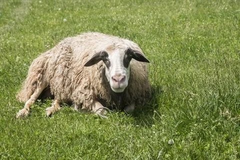 Sheep on meadow Stock Photos