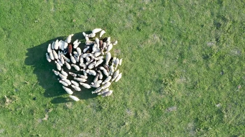 Sheep on a meadow, view from above 動画素材 146090939