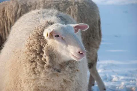 Sheep on a meadow in winter Stock Photos