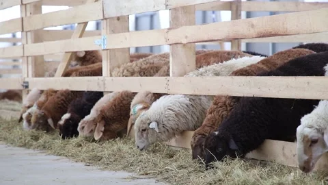 Sheep for meat and wool. Stock Footage 132174518