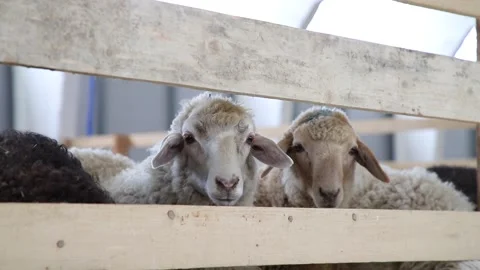 Sheep for meat and wool. Stock Footage 132174523