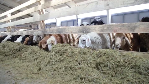 Sheep for meat and wool. Stock Footage 132174530