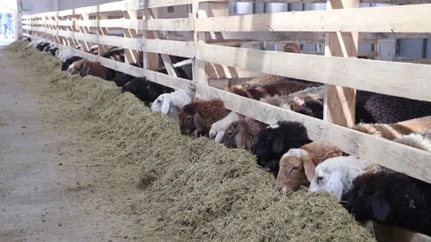 Sheep for meat and wool. Stock Footage 132174534