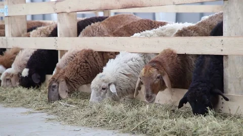 Sheep for meat and wool. Stock Footage 132174538