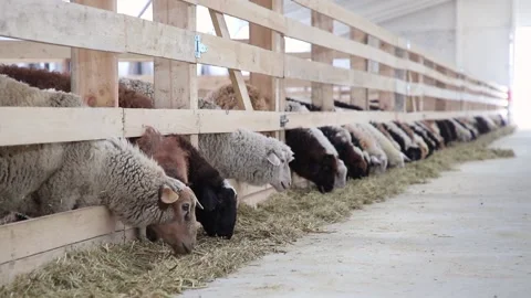 Sheep for meat and wool. Stock Footage 132174545