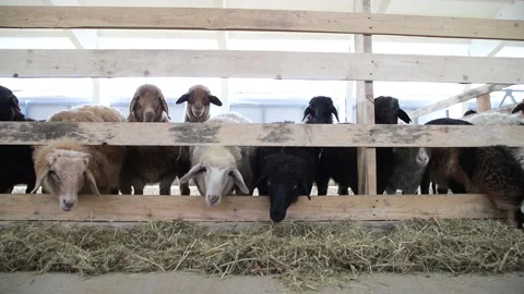 Sheep for meat and wool. Stock Footage 132174547