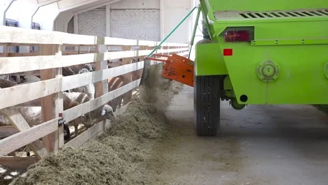 Sheep for meat and wool. Stock Footage 132174548