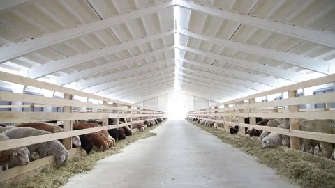 Sheep for meat and wool. Stock Footage 132174558