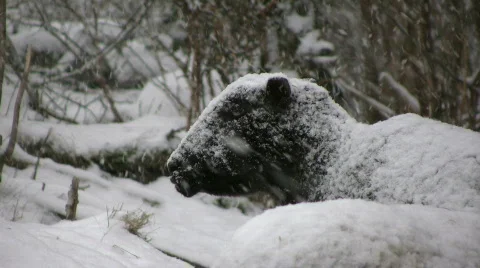Sheep meditate in snowfall Stock Footage 594853