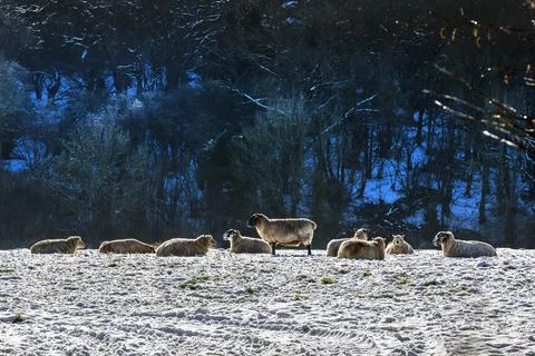 Sheep in mid winter Foto stock
