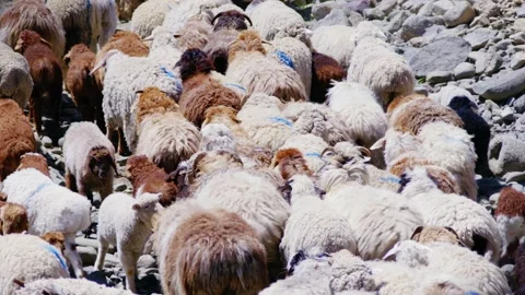 Sheep migration Stock Footage 235110752