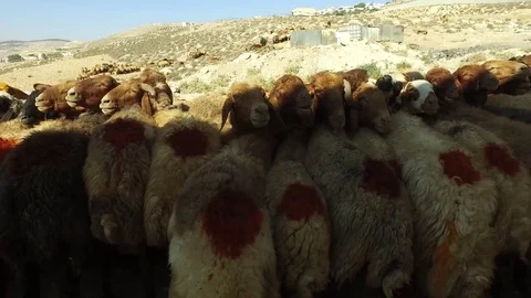 Sheep on milking. Stock Footage 78990530