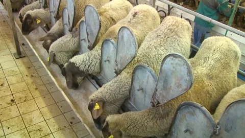 Sheep in Milking Parlor During Dairy Production Stock-Footage 344672962