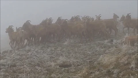 Sheep in the Mist1 스톡 동영상 89559701