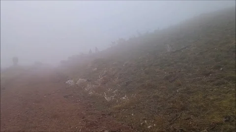 Sheep in the Mist2 스톡 동영상 89560991