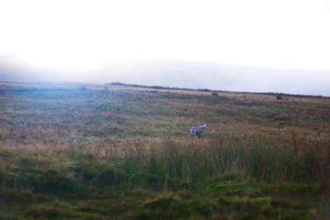 The sheep on the misty day  Stock Photos