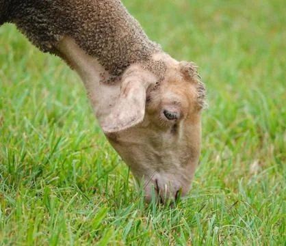A sheep with mohawk on its head eats fresh grass low on the ground Stock Photos