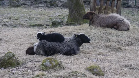 Sheep Mom With Lamb on Her Back Ruminating and Resting, Pan Shot Stock Footage 240746859