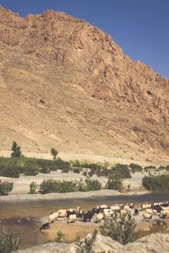 Sheep in morocco landscape Foto stock