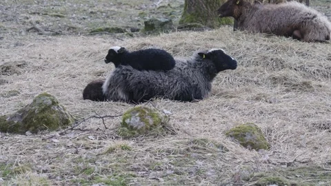 Sheep Mother with lamb on her back sheep ruminating and resting, Tilt shot Stock Footage 240934064