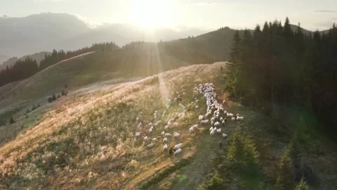 Sheep on Mount Kostrich Stock Footage 171531554
