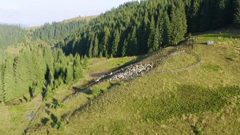 Sheep on Mount Kostrich Stock Footage 171531652