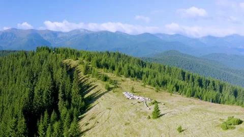 Sheep on Mount Kostrich Stock Footage 171531850