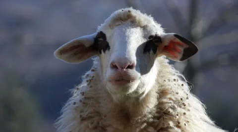 Sheep on a mountain, Close-up. Video stock 34130836