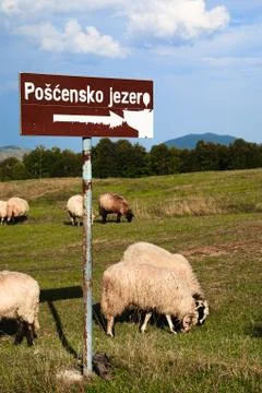 Sheep on the mountain fields. Stock Photos