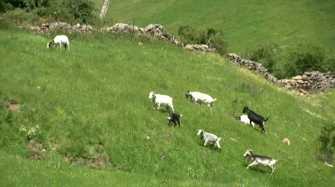 Sheep in the mountain Stock Footage 153259