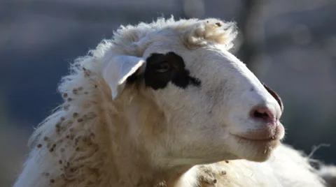 Sheep on a mountain, Head. Close-up. Stock Footage 34132569