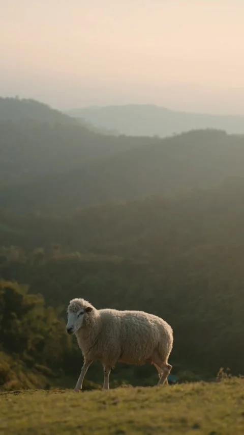 Sheep on Mountain Hills at Sunset Light 库存影片 329182381
