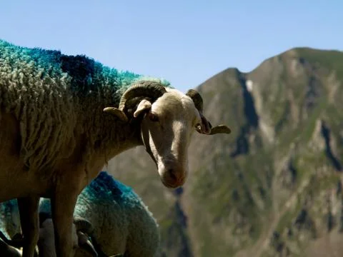 Sheep in mountain 스톡 사진