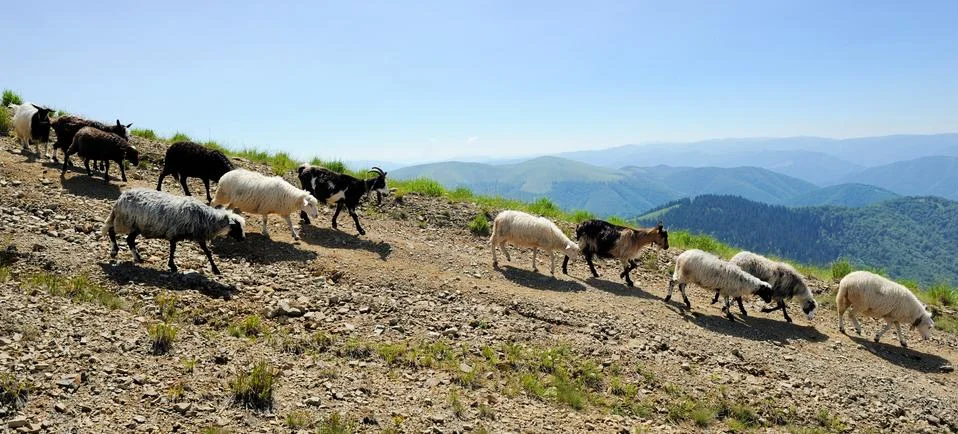Sheep in mountain Foto stock