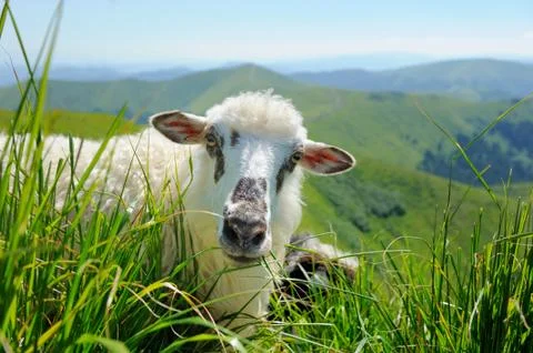 Sheep in mountain 写真素材