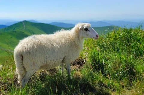 Sheep in mountain Stock Photos