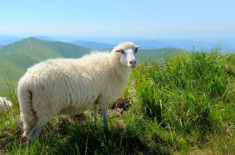 Sheep in mountain Foto stock