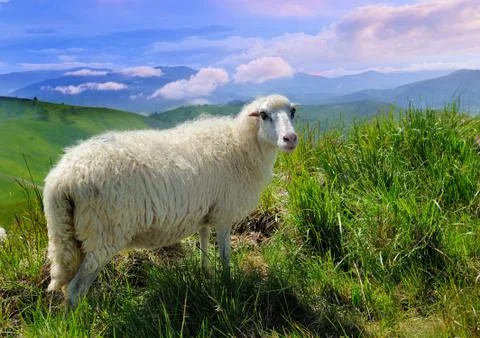 Sheep in mountain 스톡 사진