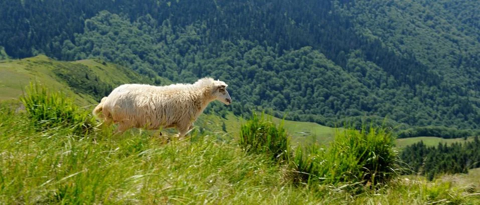 Sheep in mountain Fotos de archivo